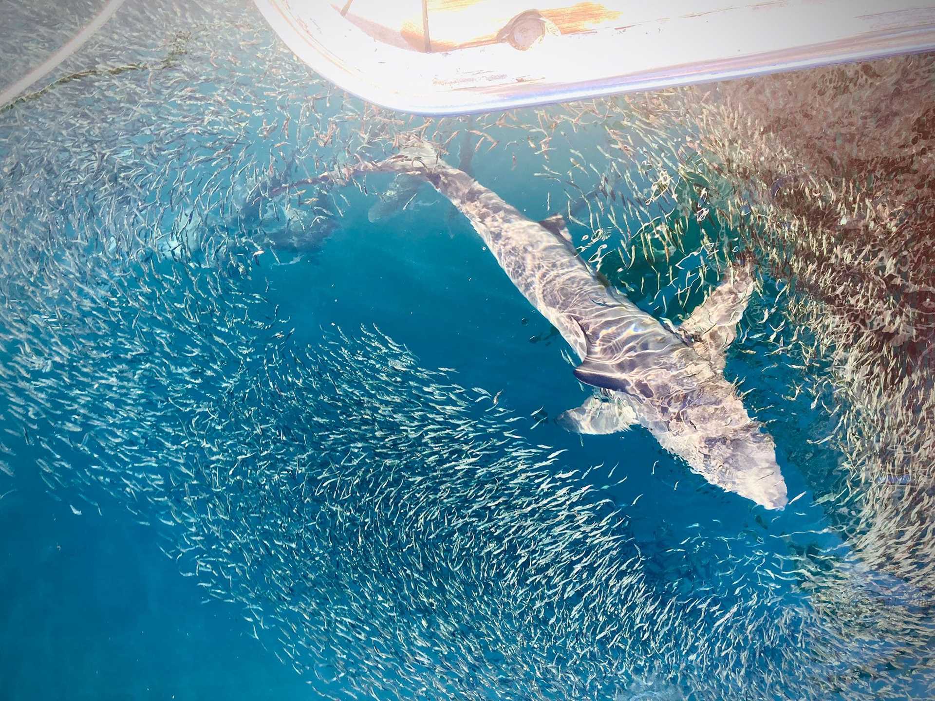 shark surrounded by many small silver fish