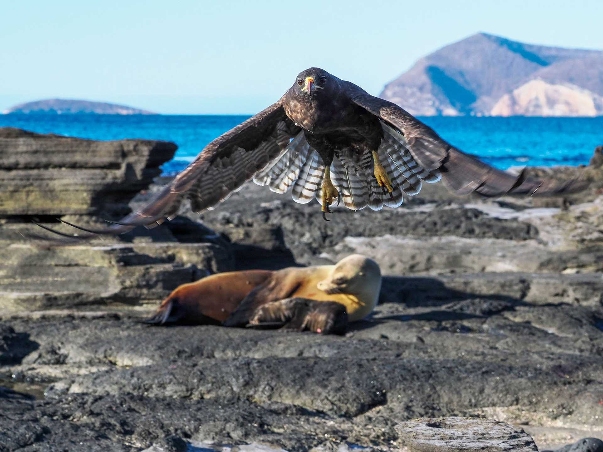 hawk with sea lion and newborn pup in background