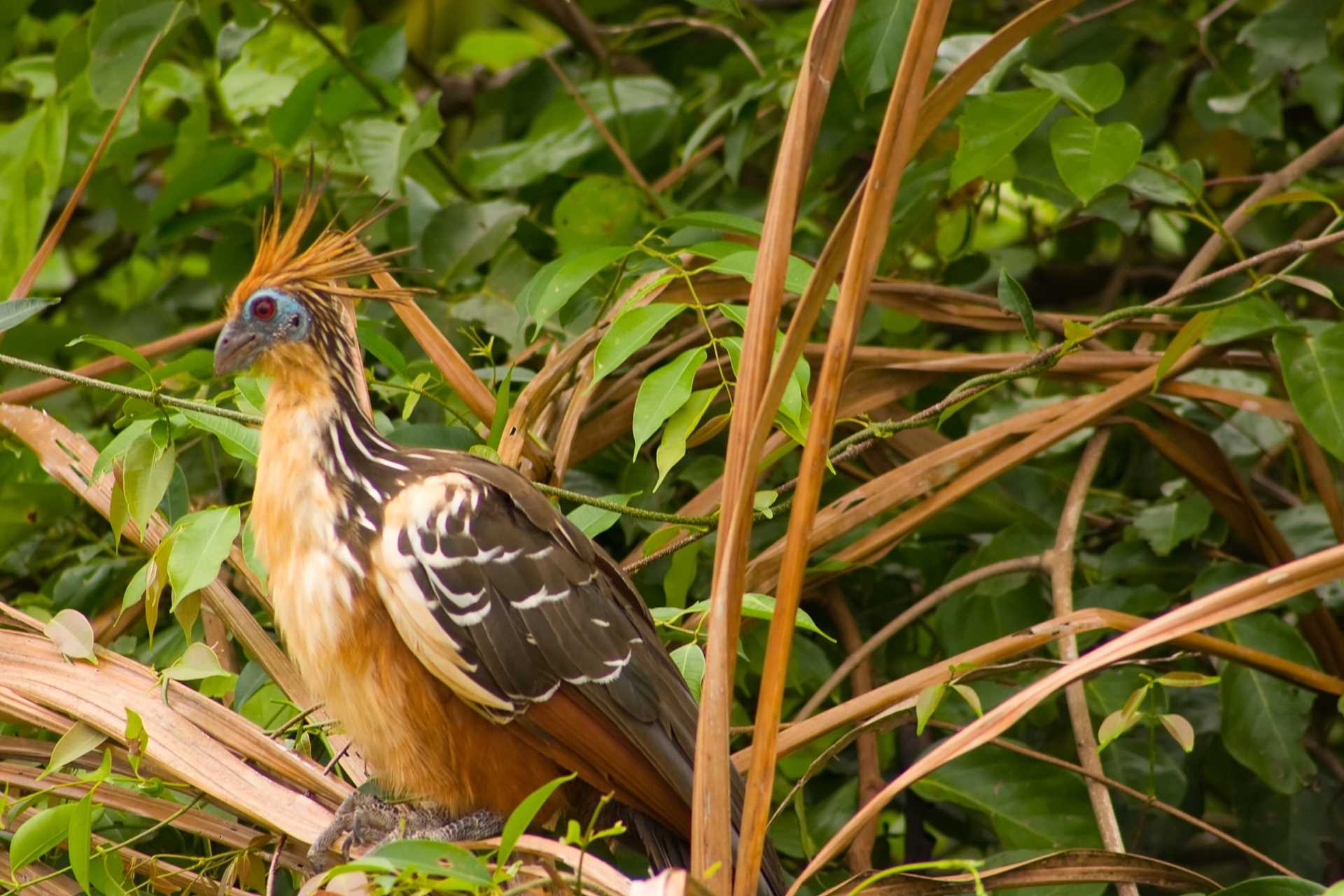 Hoatzin