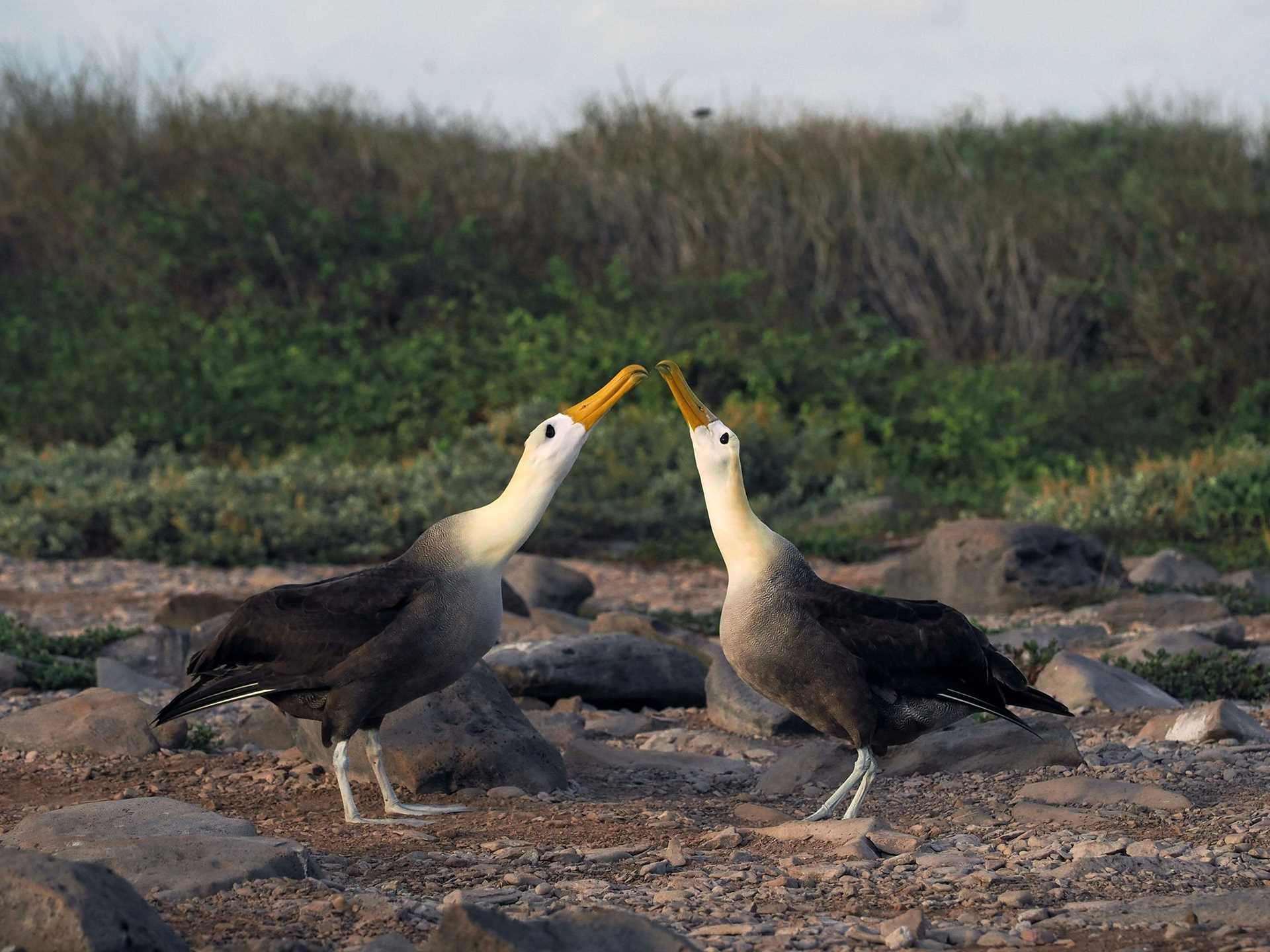 two waved albatrosses