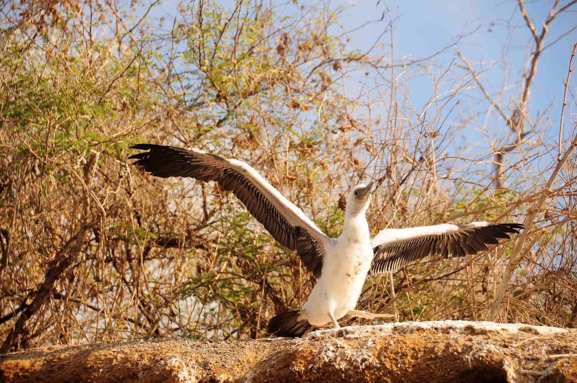 booby chick