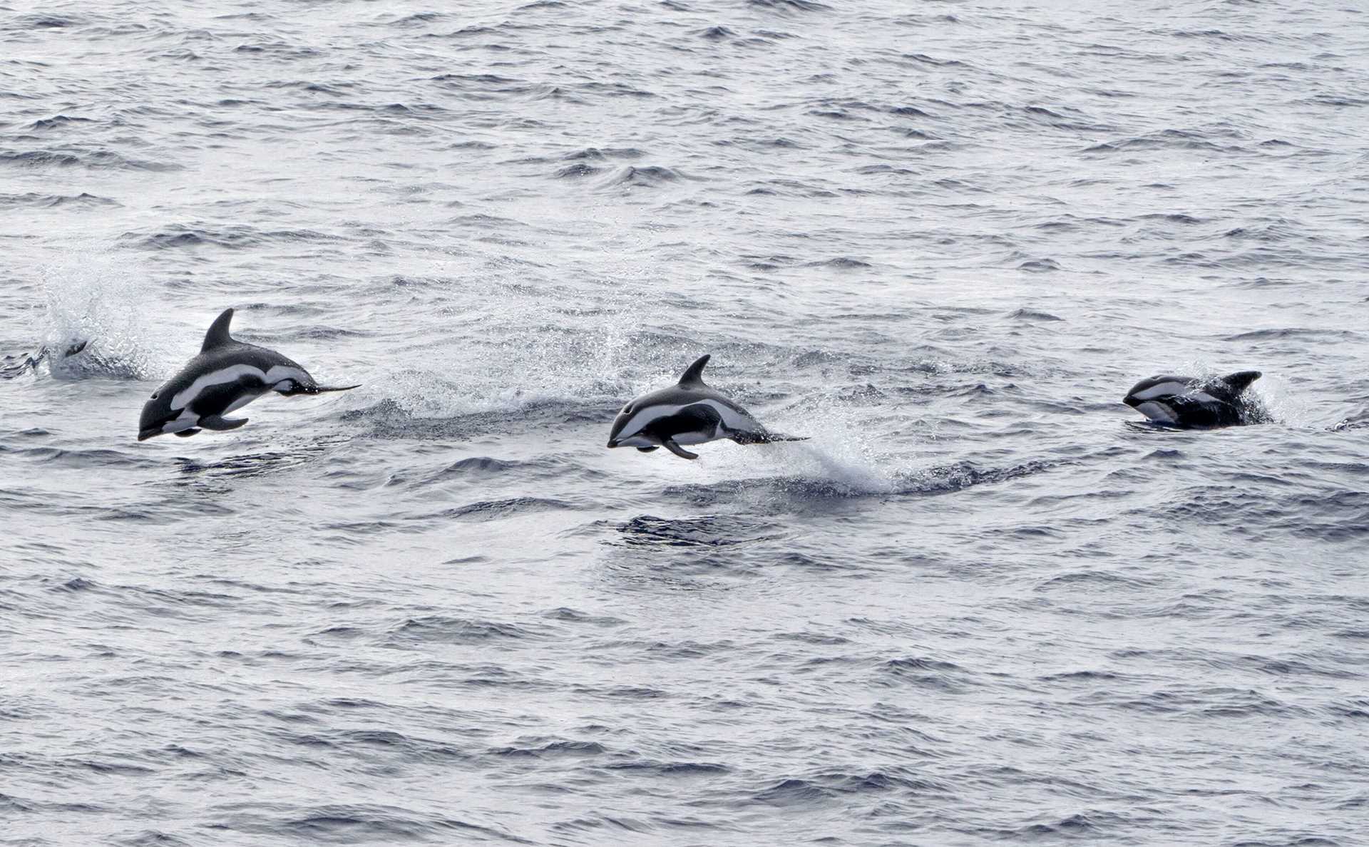 three black and white dolphins leaping out of water