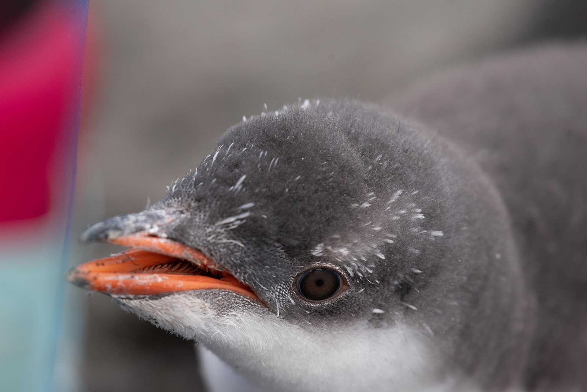 close-up of a baby gentoo penguin with a fuzzy gray head
