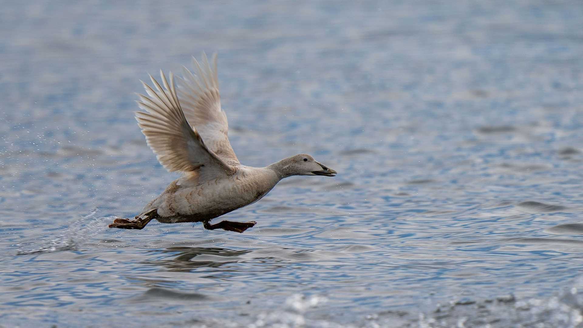 eider duck