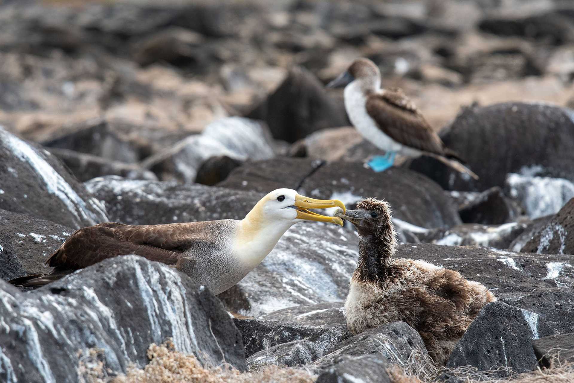 waved albatross feeding its chick