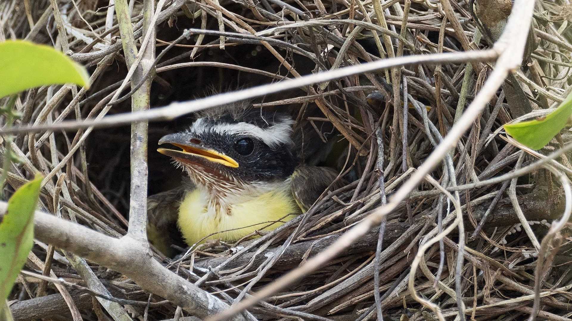 chick in nest