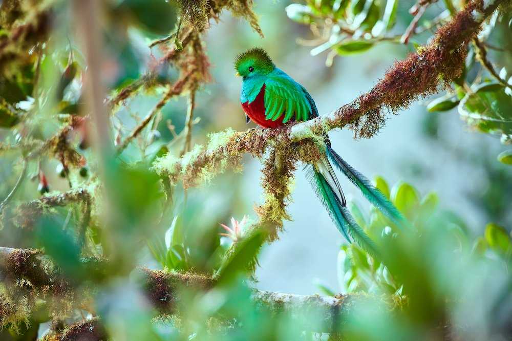 Resplendent Quetzal Costa Rica.jpg