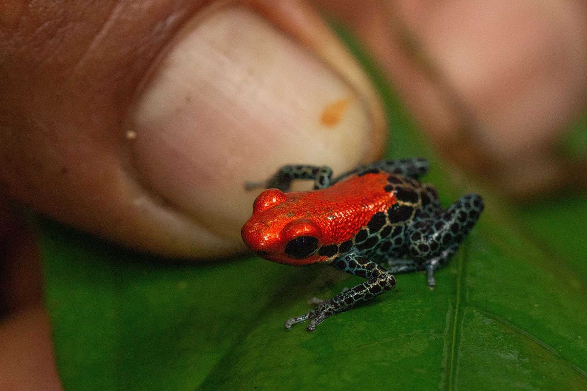 tiny red frog