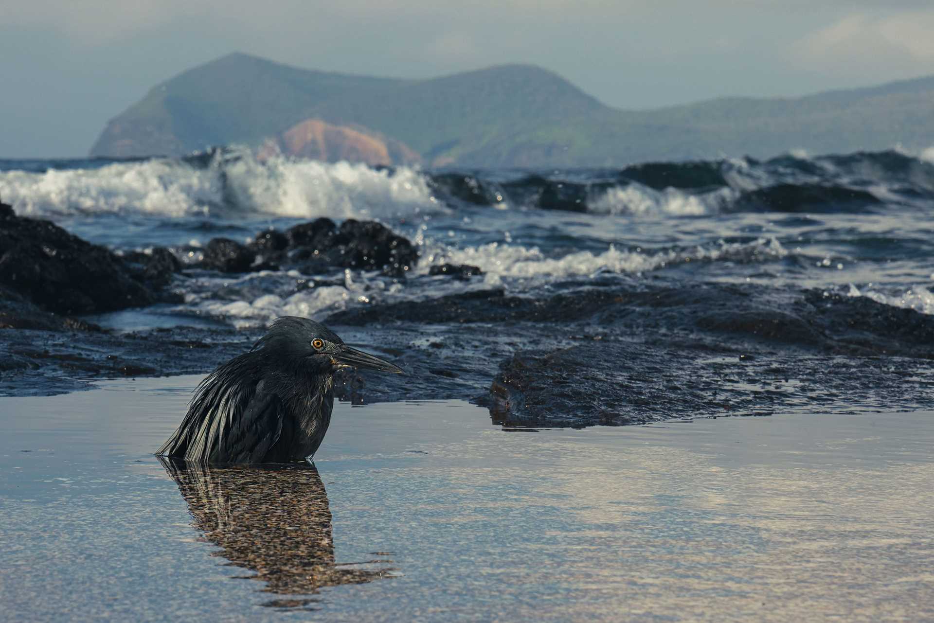 striated heron