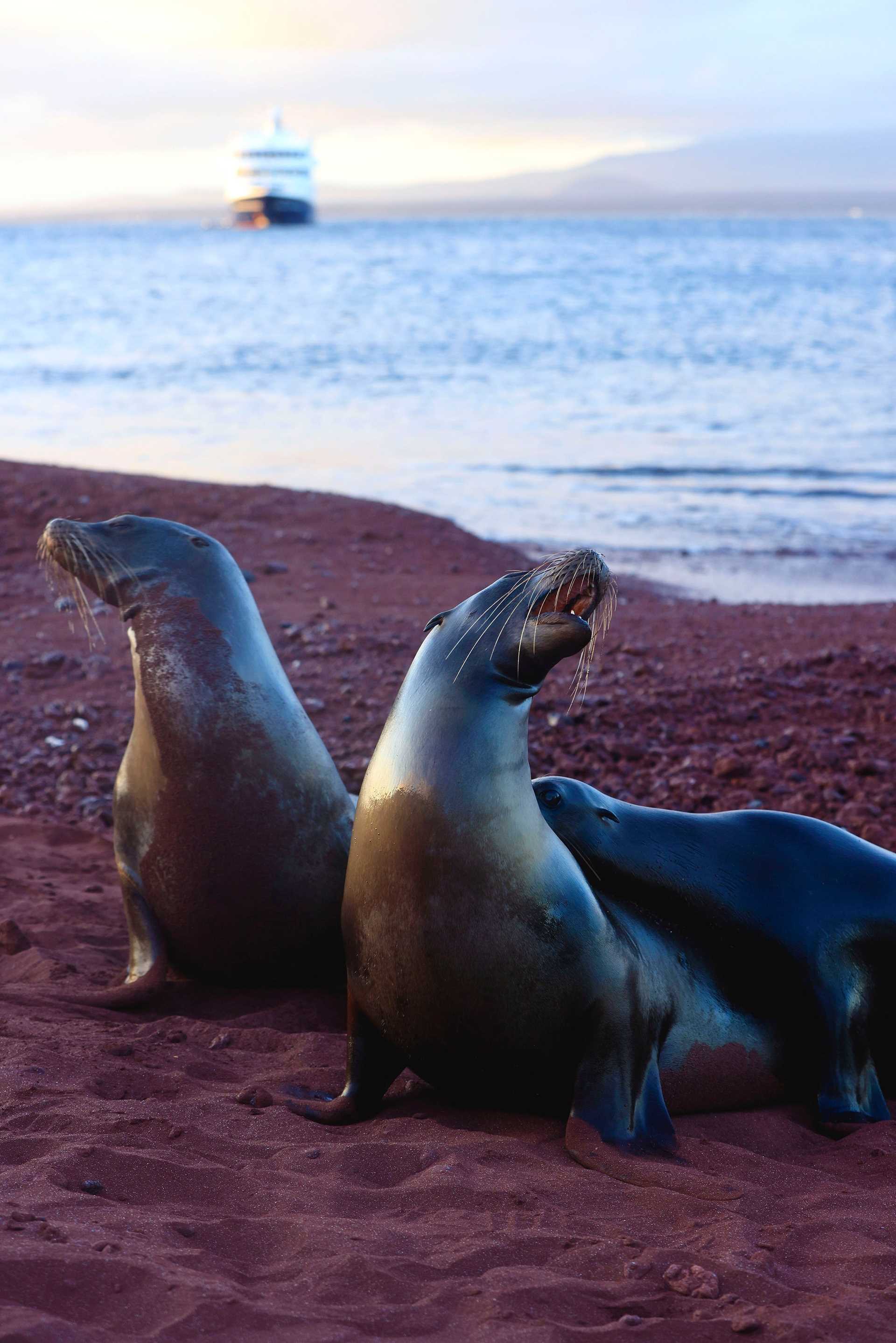 two sea lions on a red sand beach