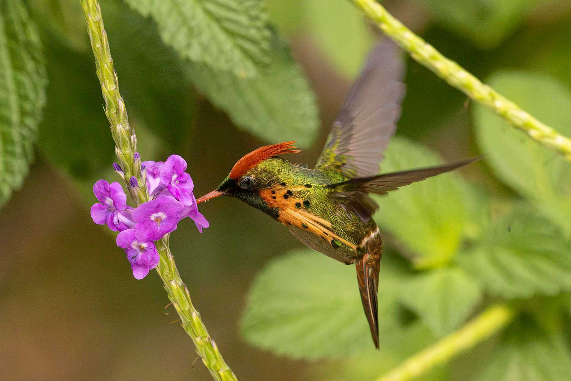 hummingbird in flight