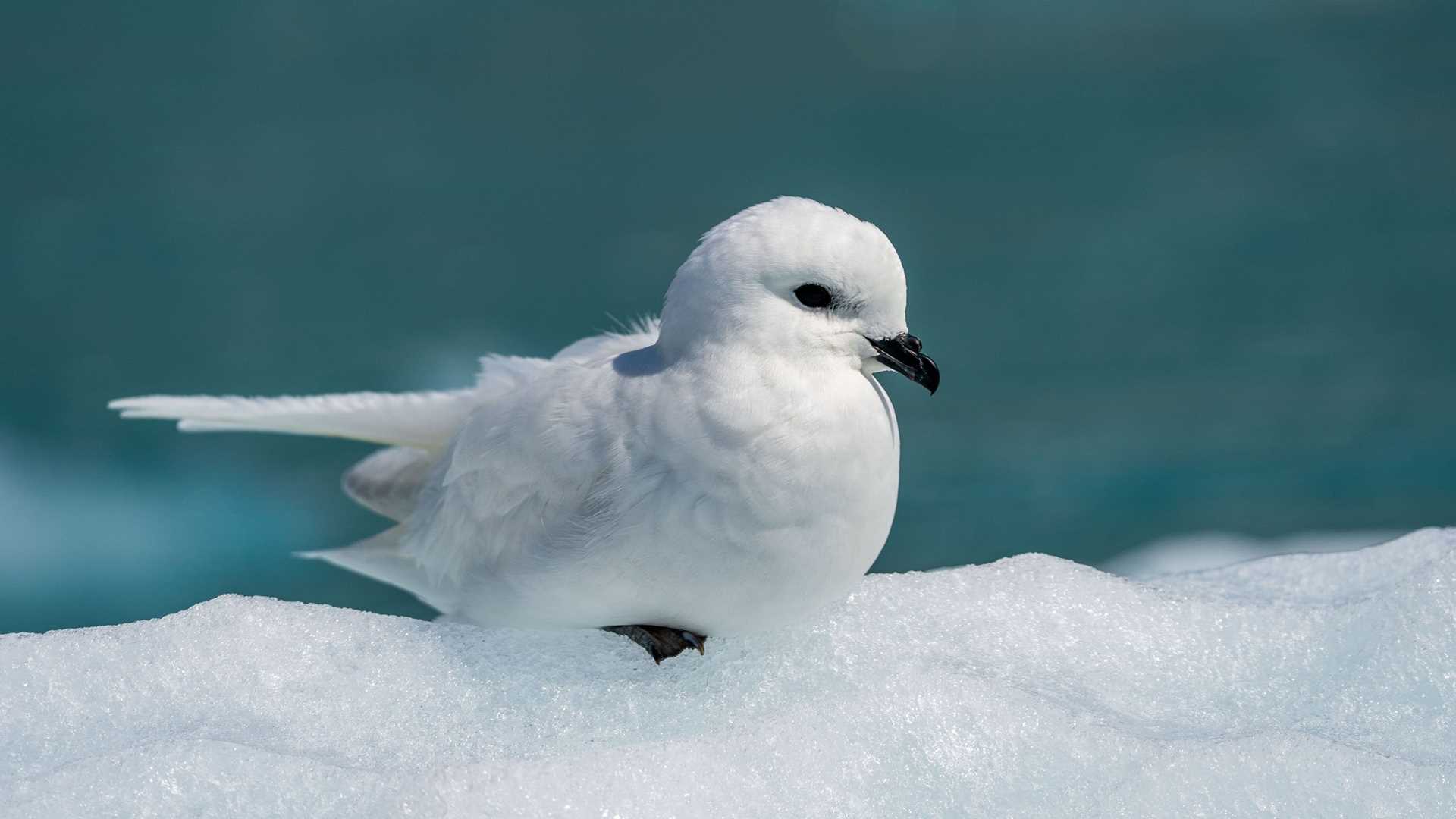 roosting petrel