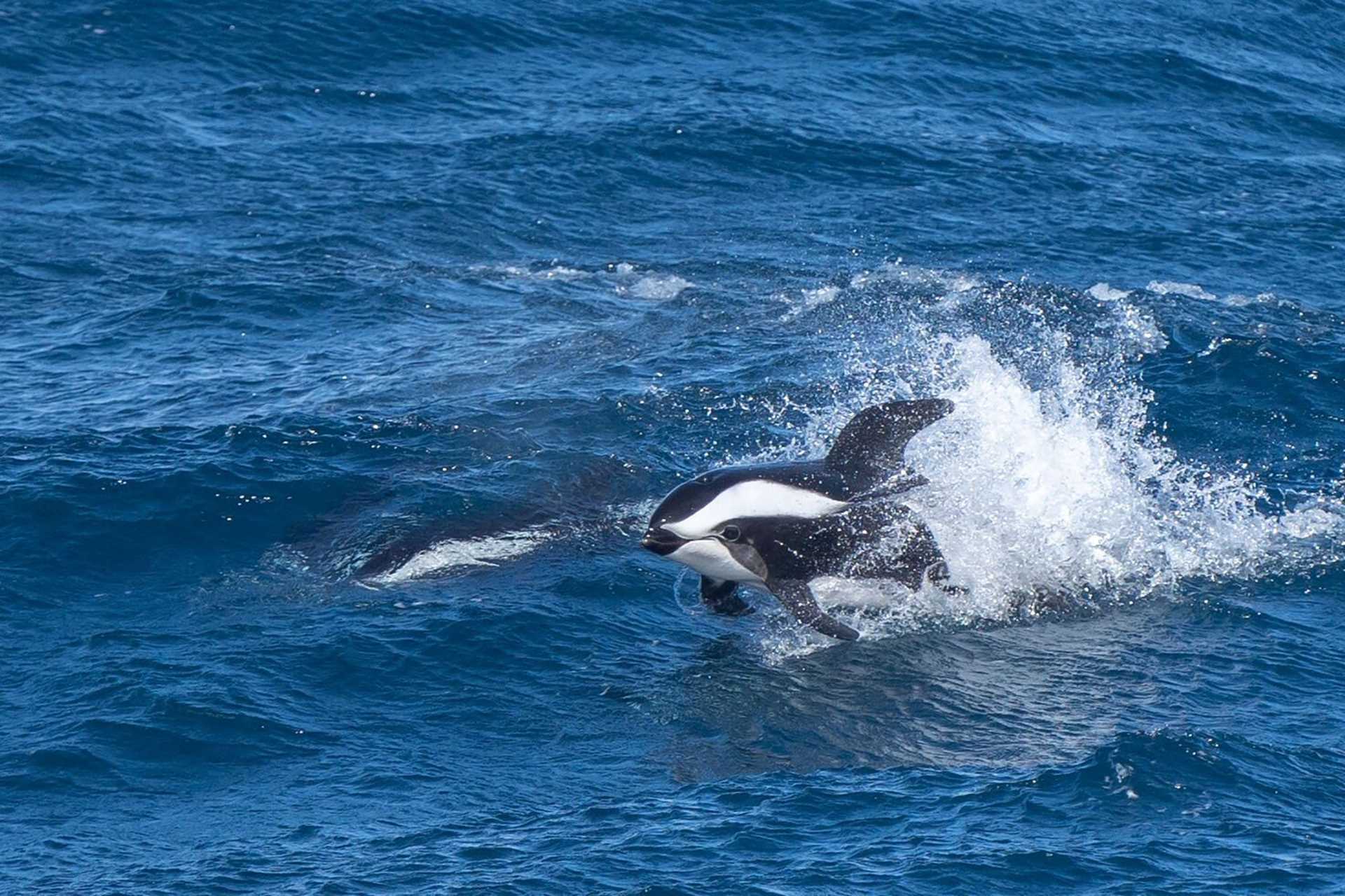 black and white dolphin in the water